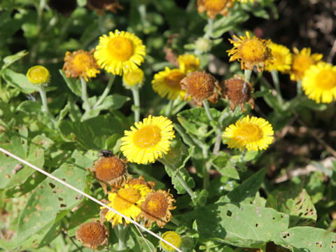 Inula salicina