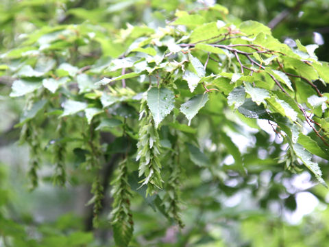 Carpinus tschonoskii