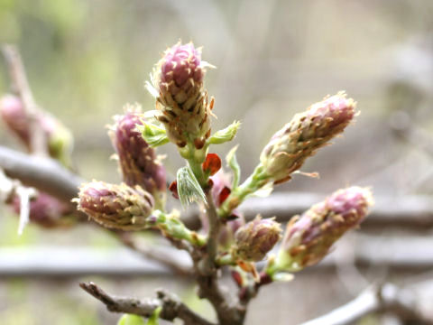 Carpinus tschonoskii