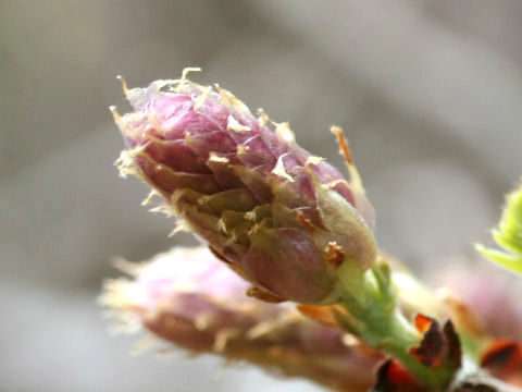 Carpinus tschonoskii