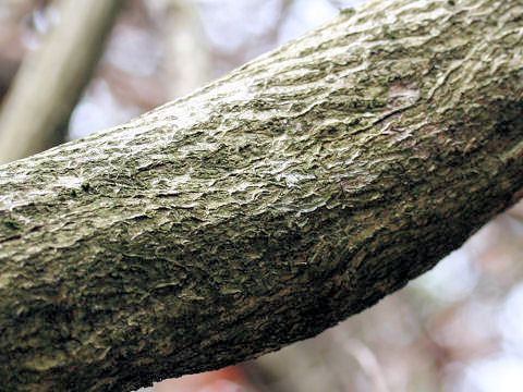 Carpinus tschonoskii