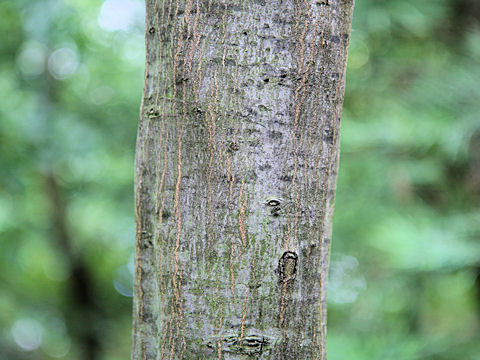 Carpinus tschonoskii