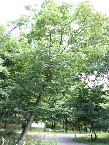 Carpinus tschonoskii