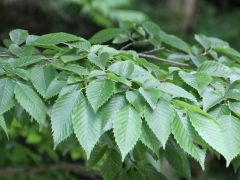 Carpinus tschonoskii