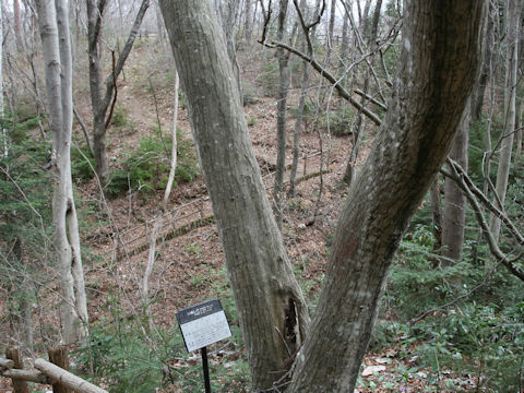 Carpinus tschonoskii