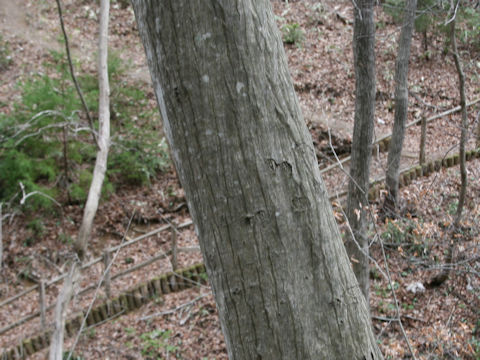 Carpinus tschonoskii