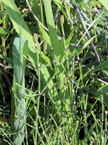 Equisetum palustre