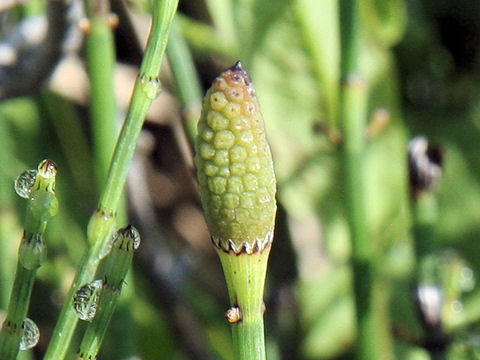 Equisetum palustre