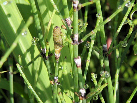 Equisetum palustre