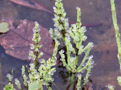 Equisetum palustre