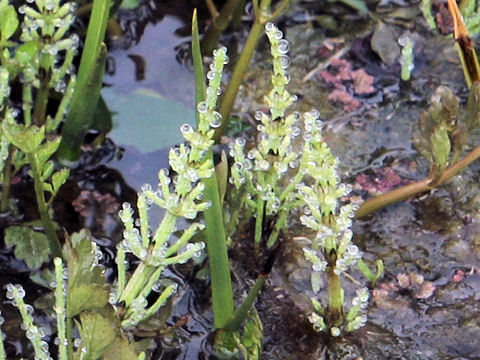 Equisetum palustre