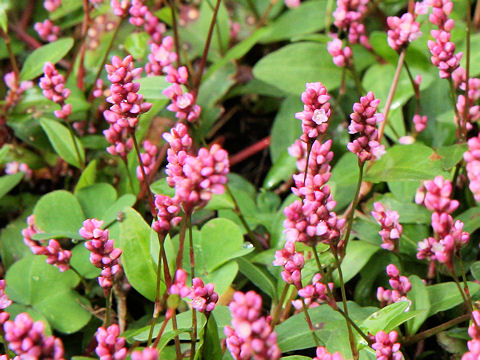 Persicaria longiseta