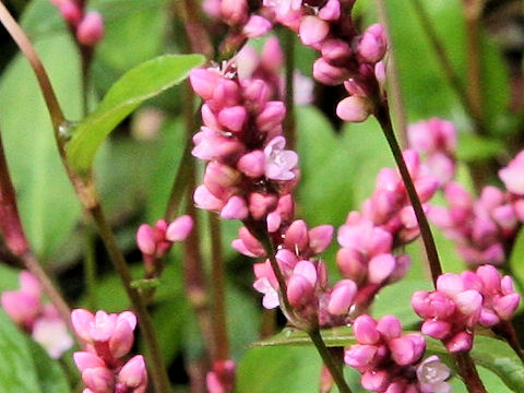 Persicaria longiseta