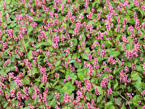 Persicaria longiseta