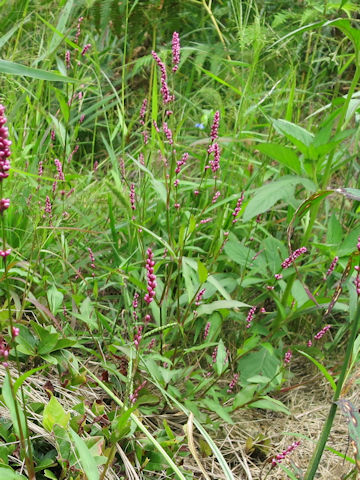 Persicaria longiseta