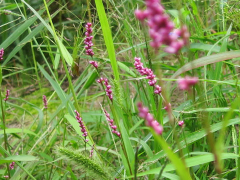 Persicaria longiseta