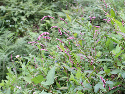 Persicaria longiseta