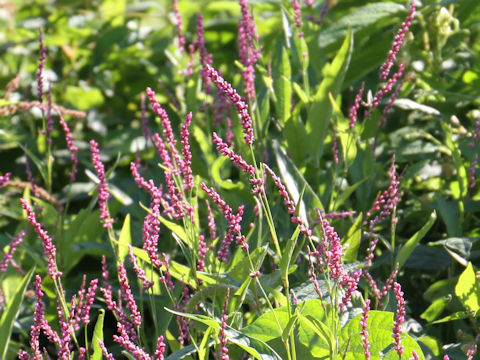 Persicaria longiseta