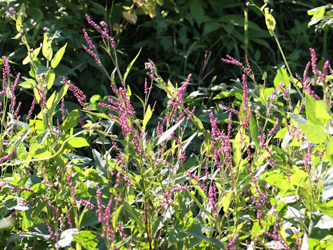 Persicaria longiseta