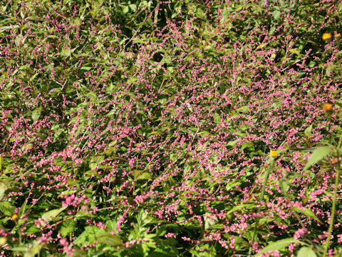 Persicaria longiseta