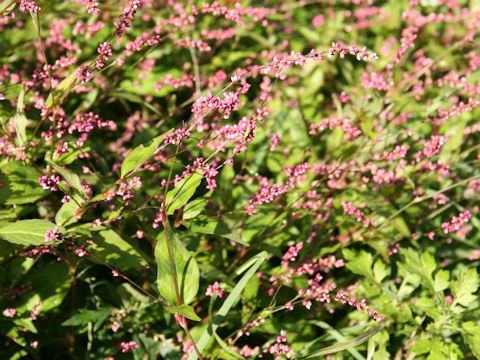 Persicaria longiseta