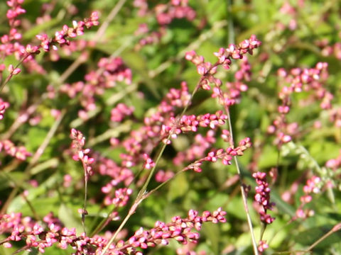 Persicaria longiseta