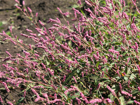 Persicaria longiseta