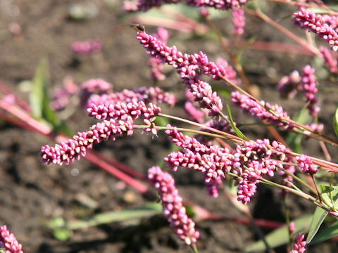 Persicaria longiseta