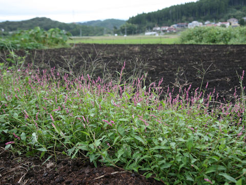 Persicaria longiseta