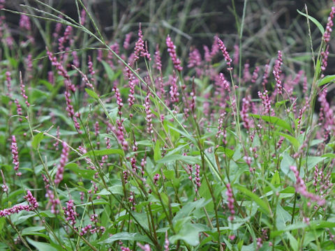 Persicaria longiseta