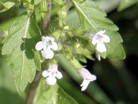 Clinopodium micranthum