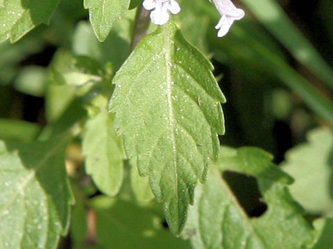 Clinopodium micranthum