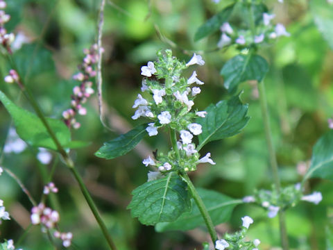 Clinopodium micranthum