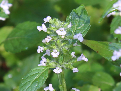 Clinopodium micranthum