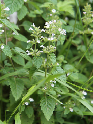 Clinopodium micranthum