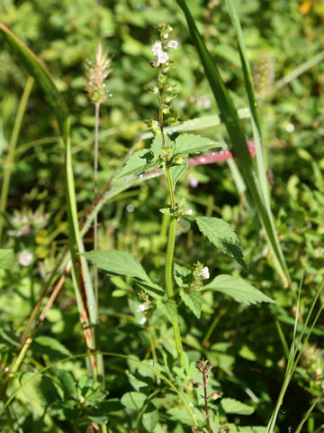 Clinopodium micranthum