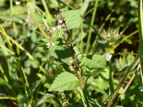 Clinopodium micranthum