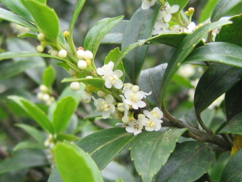 Ilex crenata