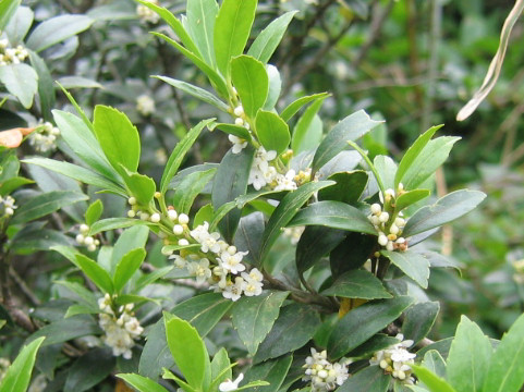 Ilex crenata