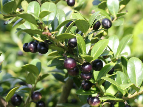 Ilex crenata