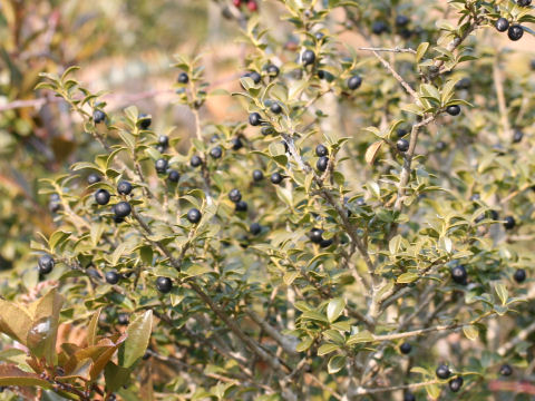 Ilex crenata