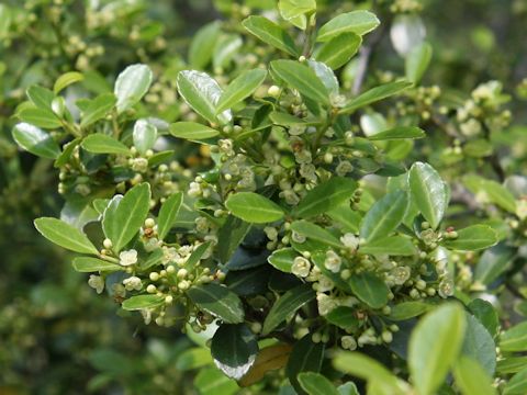 Ilex crenata