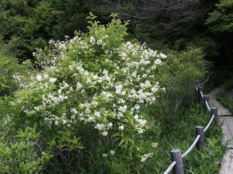 Ilex crenata