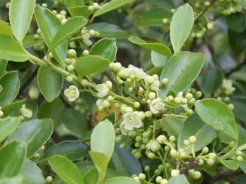 Ilex crenata