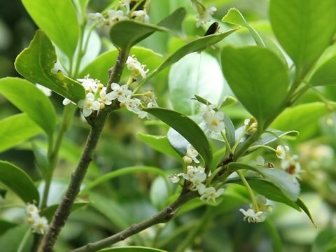 Ilex crenata