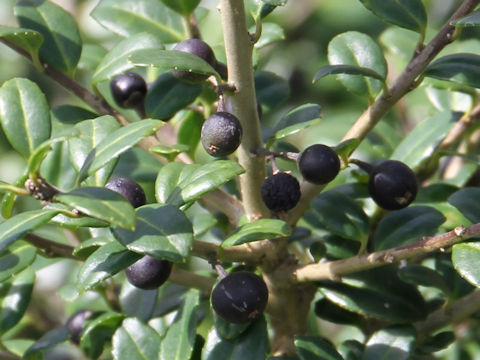 Ilex crenata