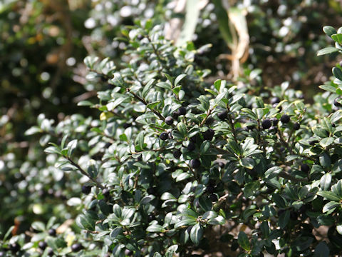 Ilex crenata