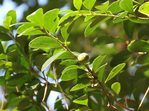 Ilex crenata