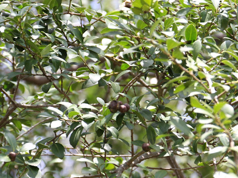 Ilex crenata