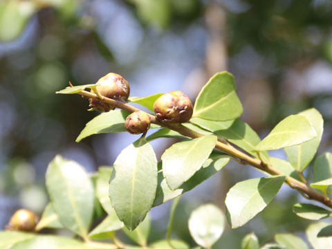 Ilex crenata